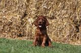 SETTER IRLANDAIS 161